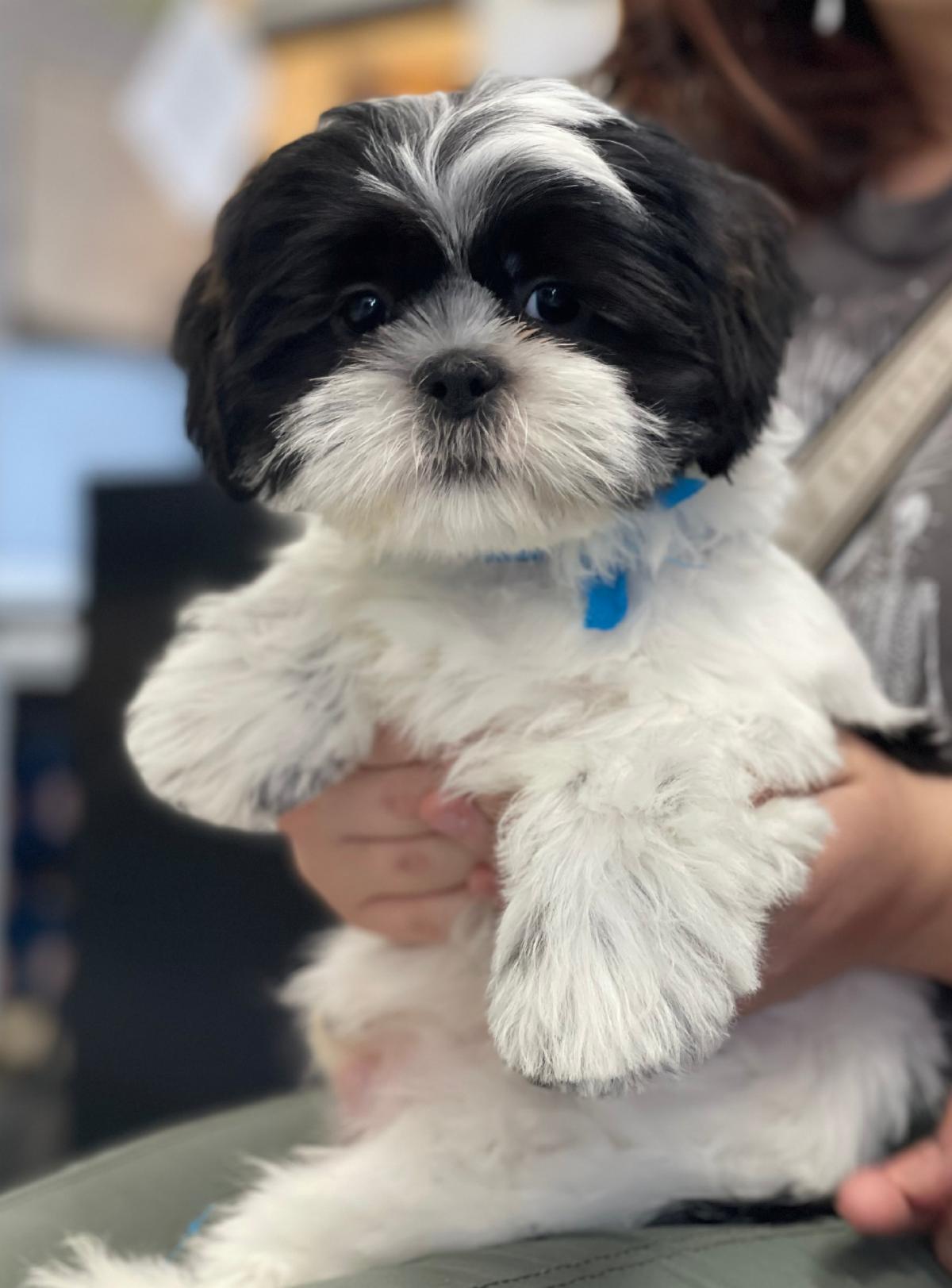Sailor Blue, small black and white fluffy Shih Tzu dog