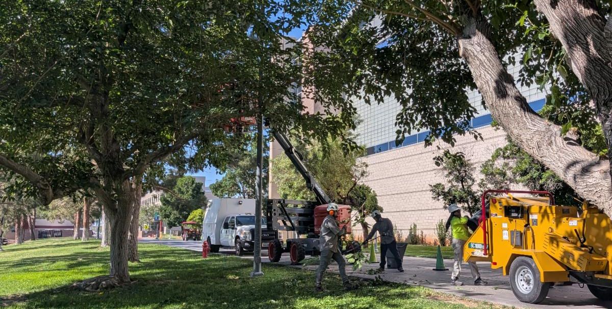  Landscape, Grounds, and Arboretum Services crew trimming a tree on campus near the Rec Center