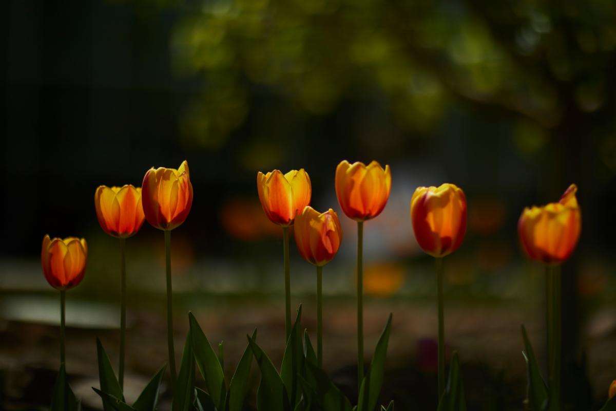 Spring flowers, tulips on UNLV campus