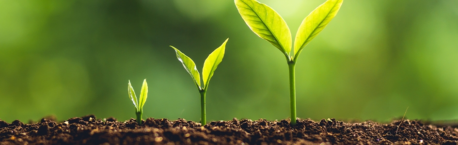 Photos of plant growing from dirt for sustainability. 