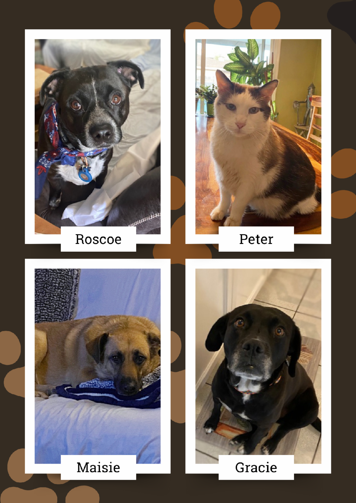 Collage of pets top left is a black dog named Roscoe top right is a calico cat named Peter bottom left is a tan dog named Maisie bottom right is another black dog named Gracie