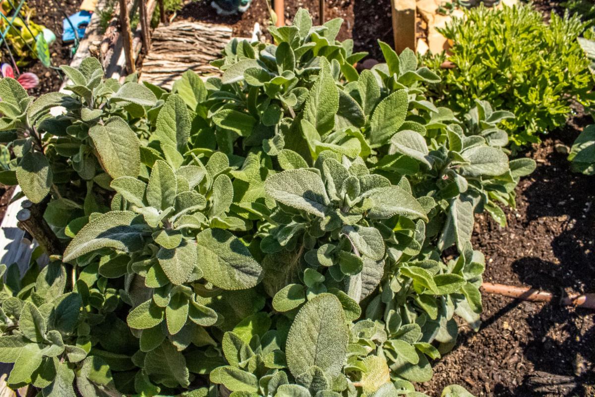close up of vegetables growing in the Community Garden