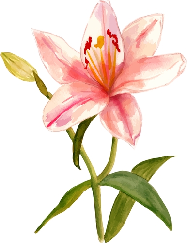 Watercolour lily_ scalable vector graphic