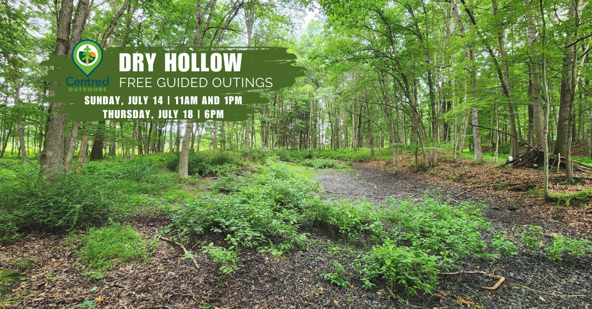 Photo of dry vernal pool in July at Dry Hollow in Warriors Mark Township, PA. 