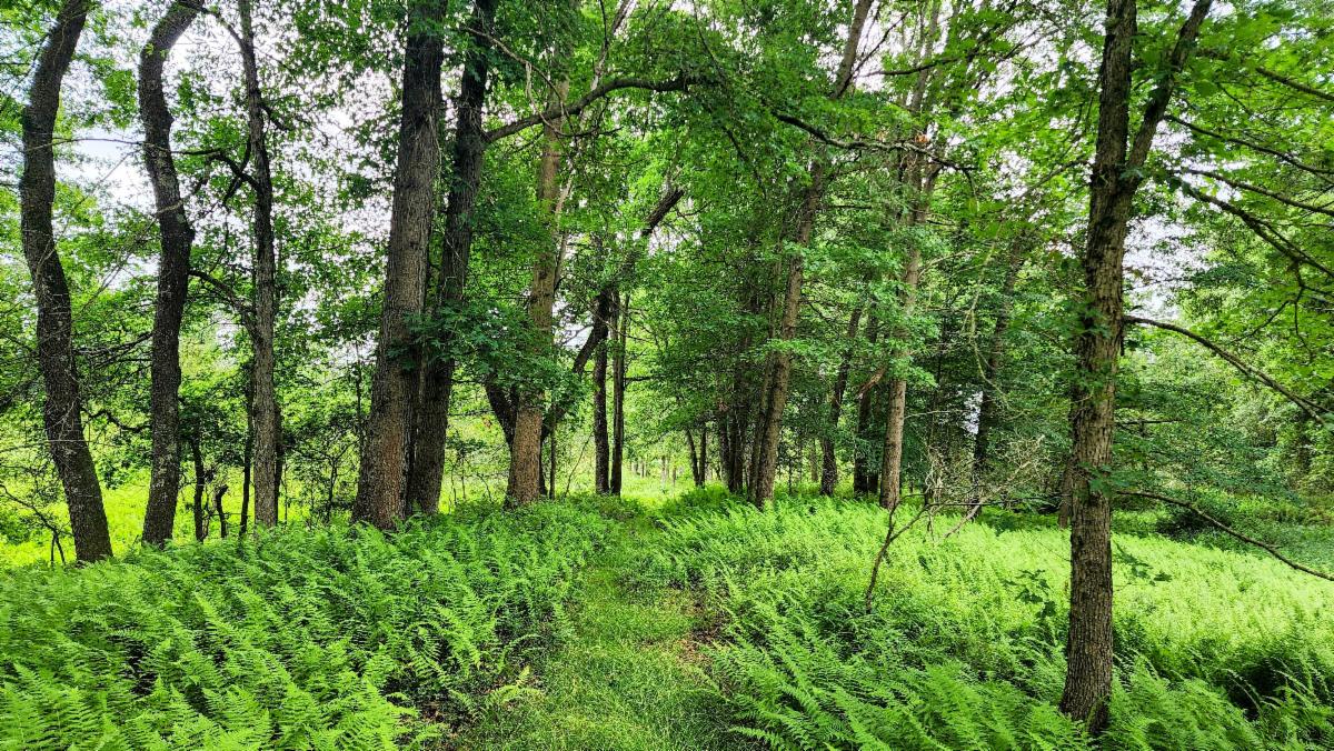 Trail at Dry Hollow with overgrown vegetation