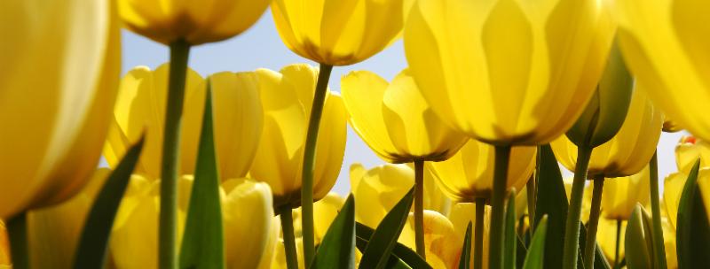 flowers.jpg