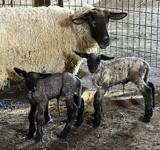 Lambs born March 2026