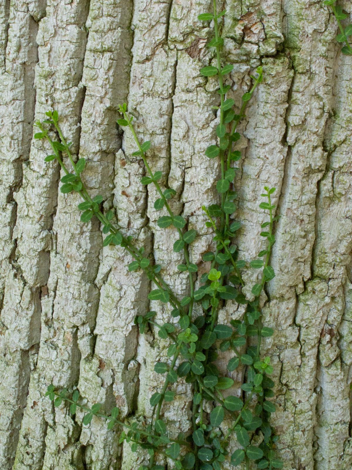 wintercreeper on tree trunk
