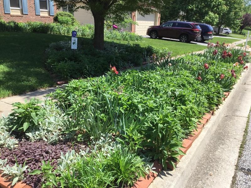 Sidewalk lawn replaced with native plants