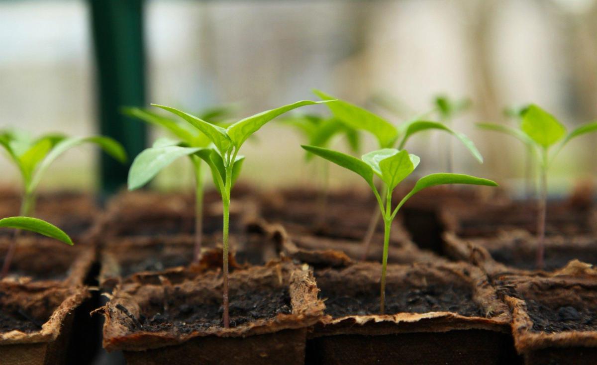 plant seedlings grown in cells