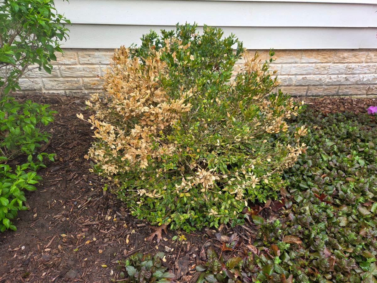 declining boxwood shrub