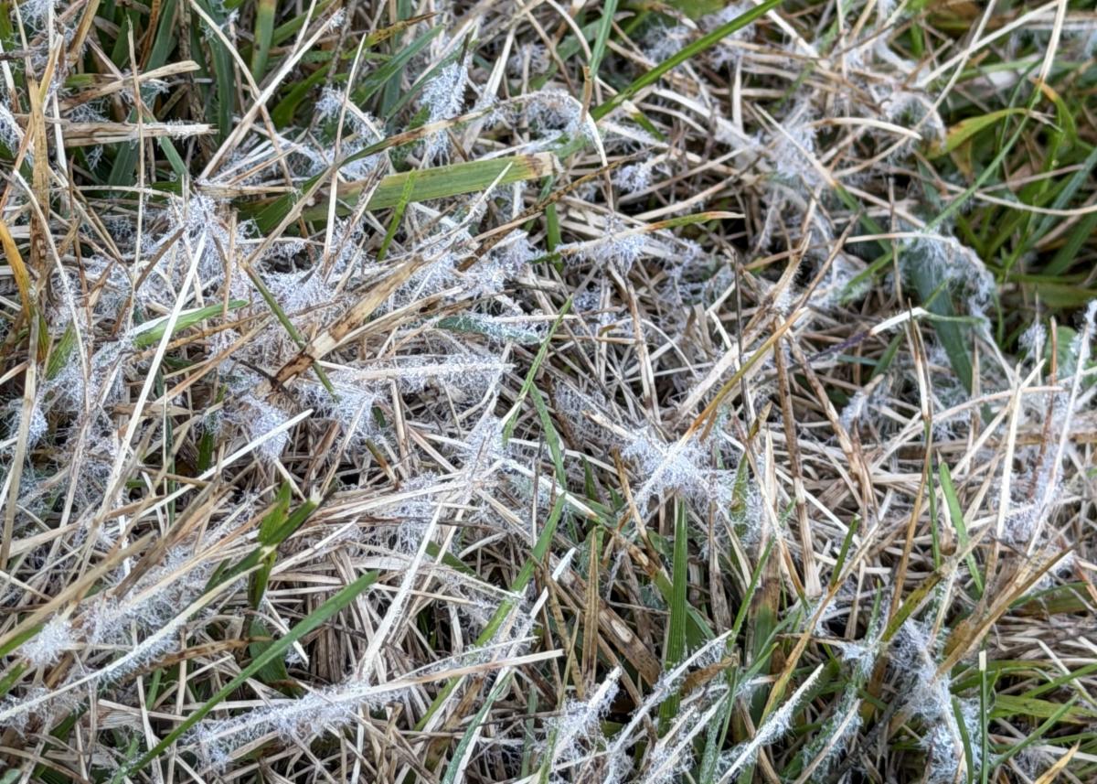 brown patch fungal disease in turf grass
