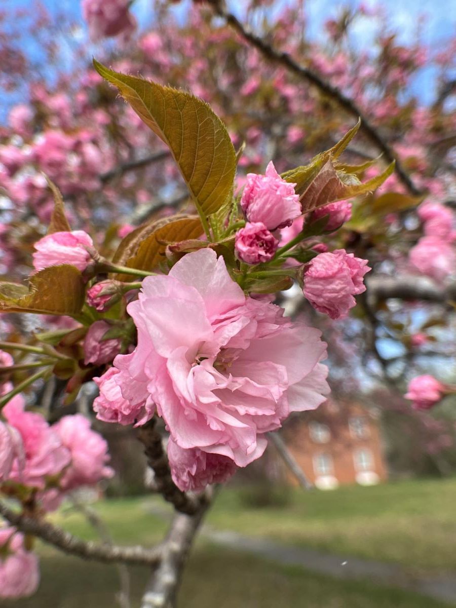 cherry blossoms in bloom