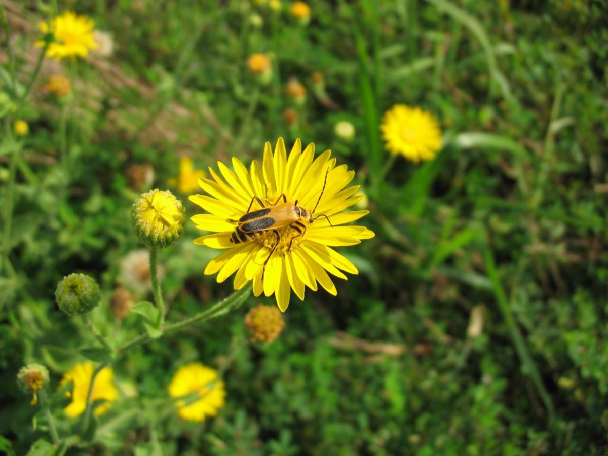 soldier beetle on a yellow flower