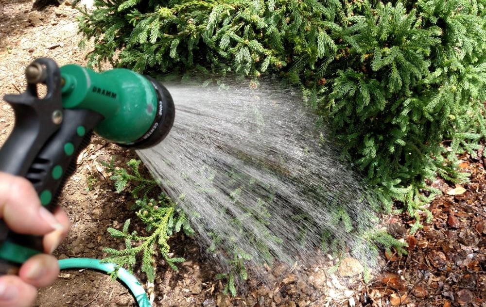 Watering a shrub using a hose with a water breaker attachment