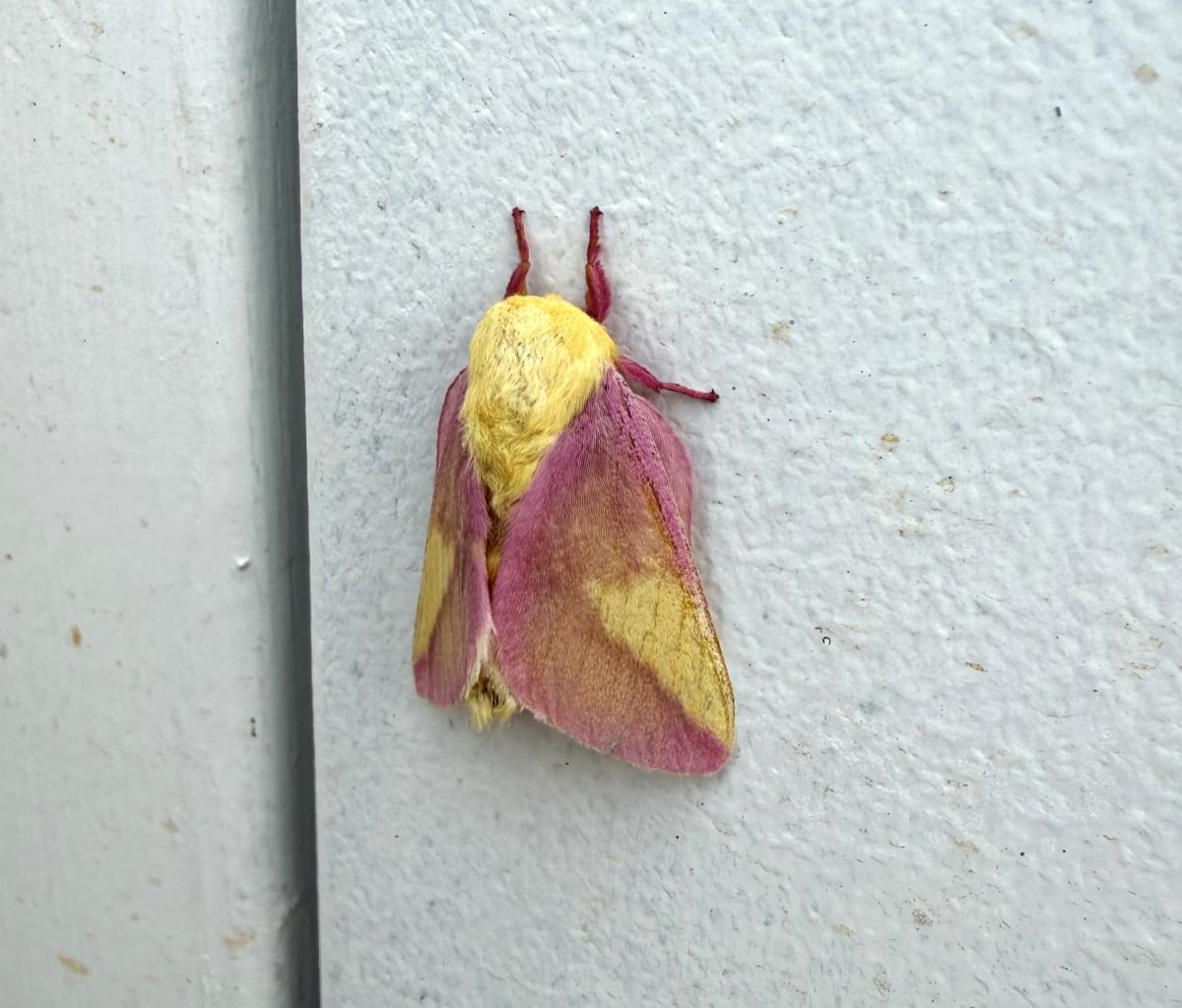 rosy maple moth
