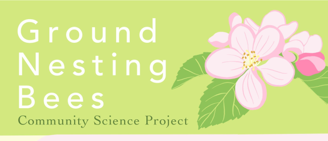 ground nesting bees. community science project