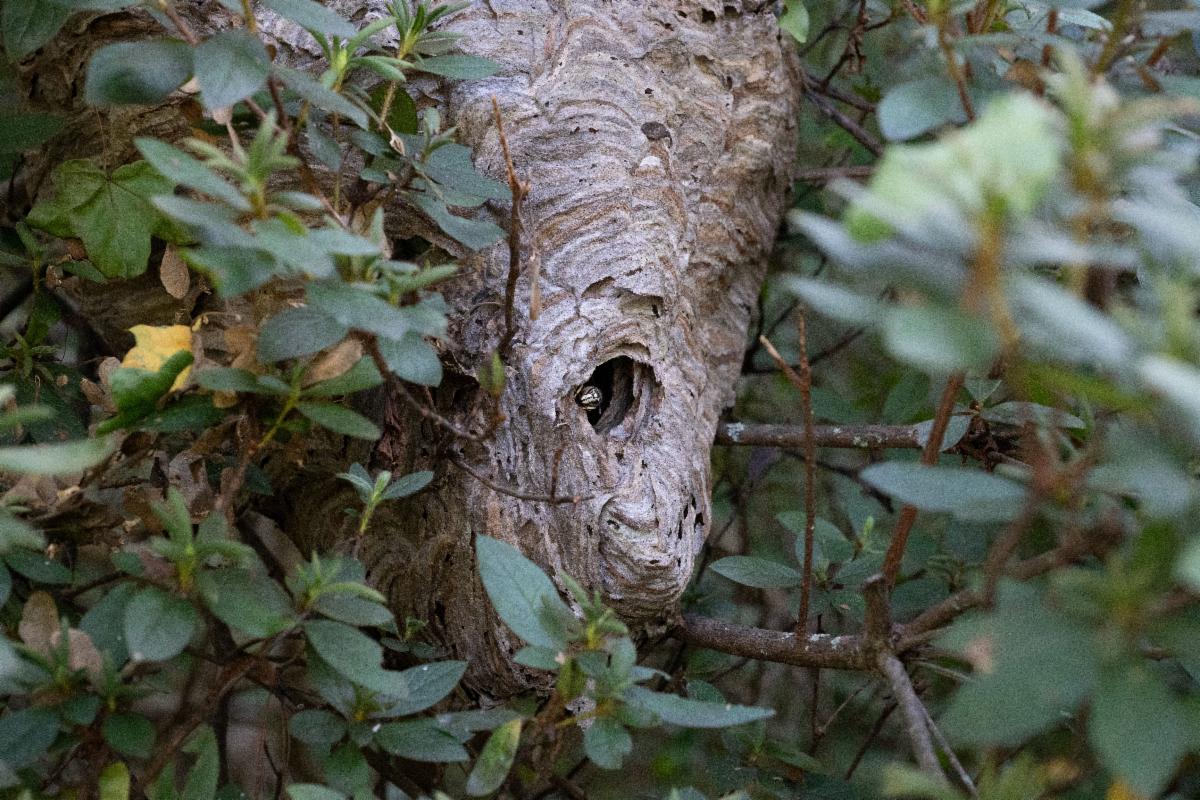 baldfaced hornet nest in tree