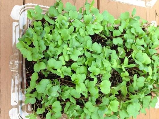 Microgreens in recycled container