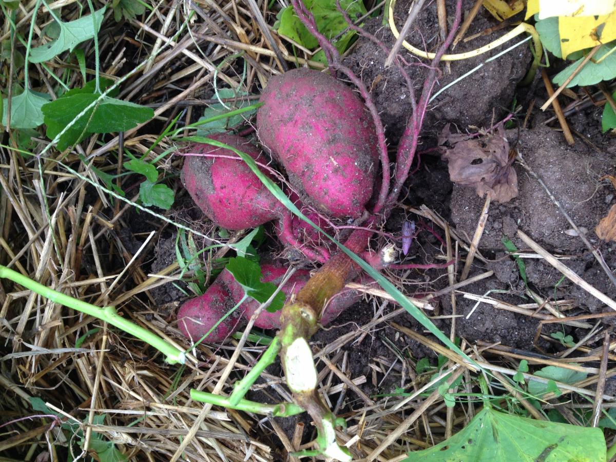 sweet potato harvest