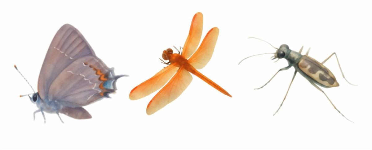 Illustrated images of a butterfly, dragonfly, and beetle