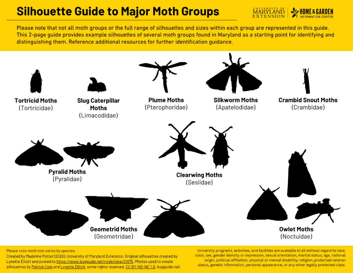 silhouette guide to major moth groups