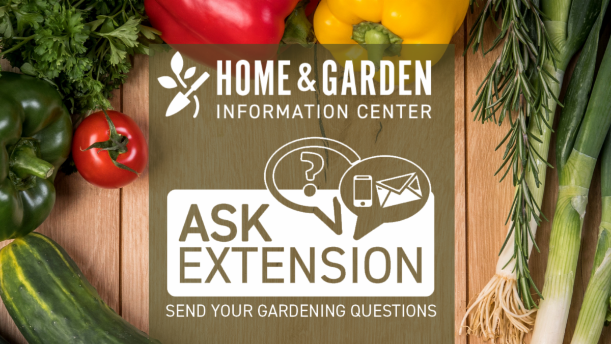 Ask extension logo