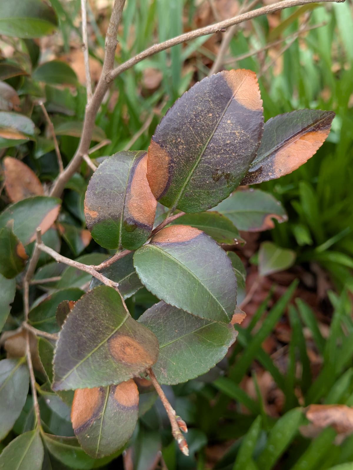 winter burn on camellia leaves