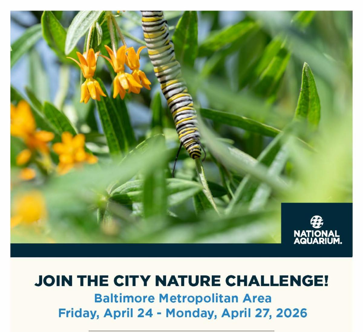Join the city nature challenge! Baltimore metropolitan area. April 24-27