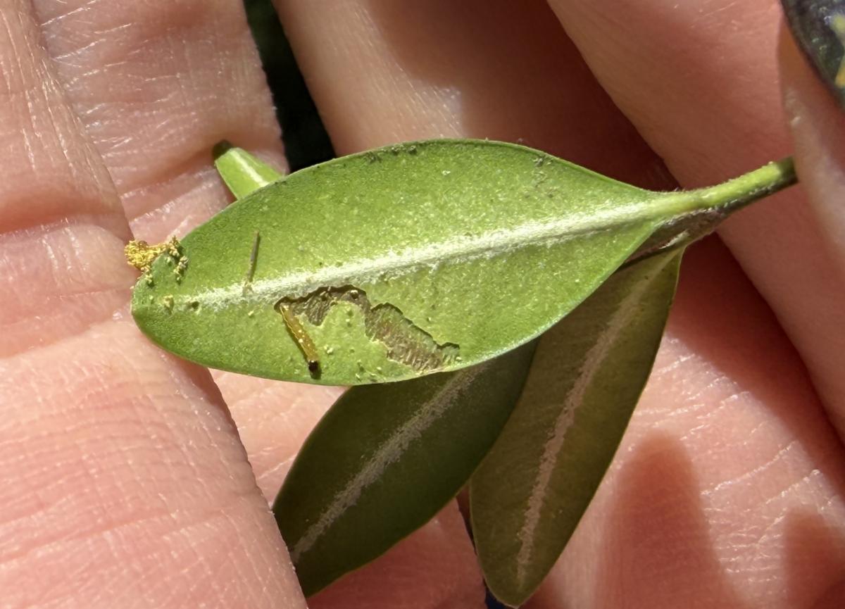 A small box tree moth caterpillar feeding on a boxwood leaf