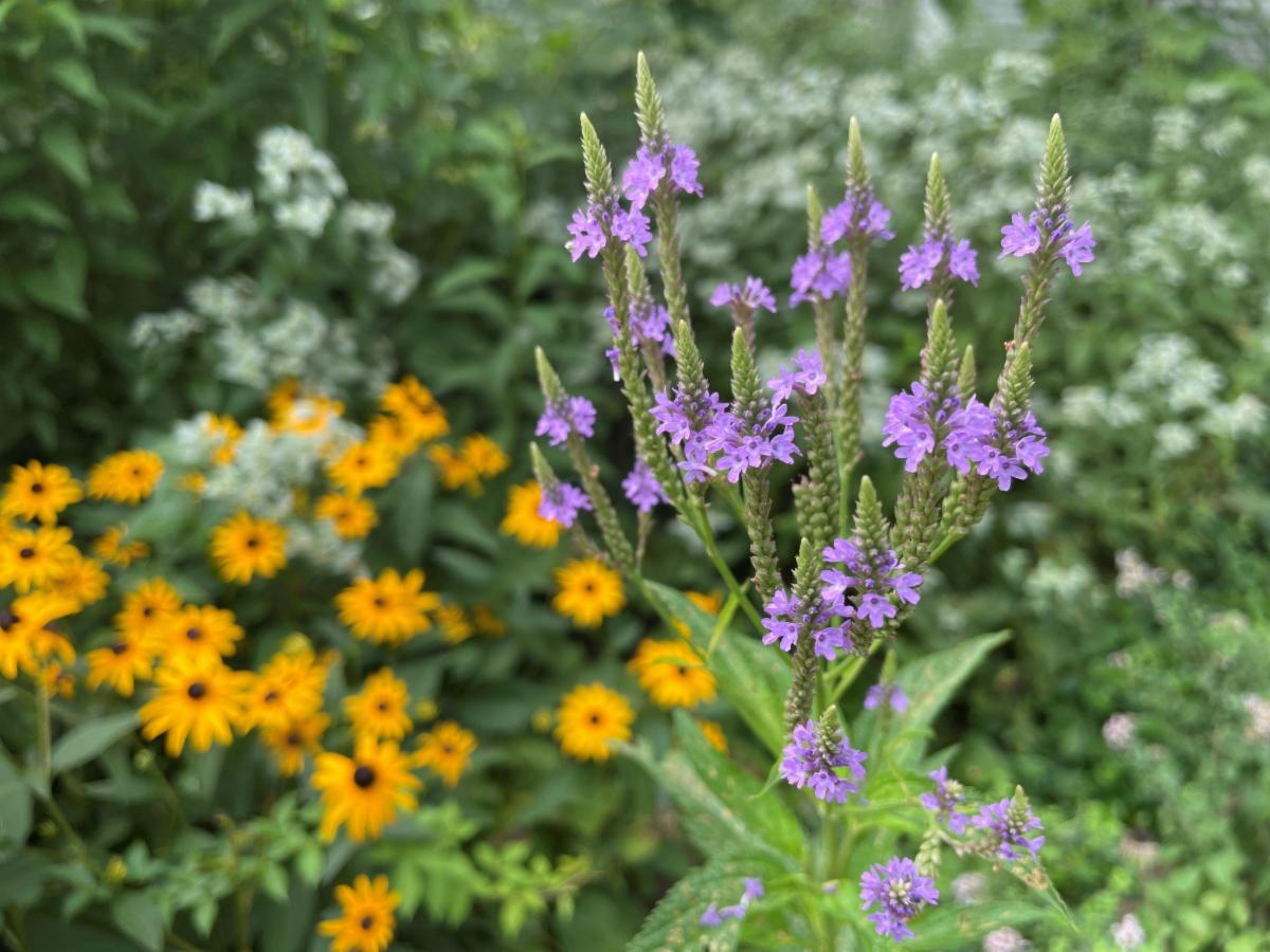 A perennial garden with native swamp verbena (Verbena hastata) in bloom
