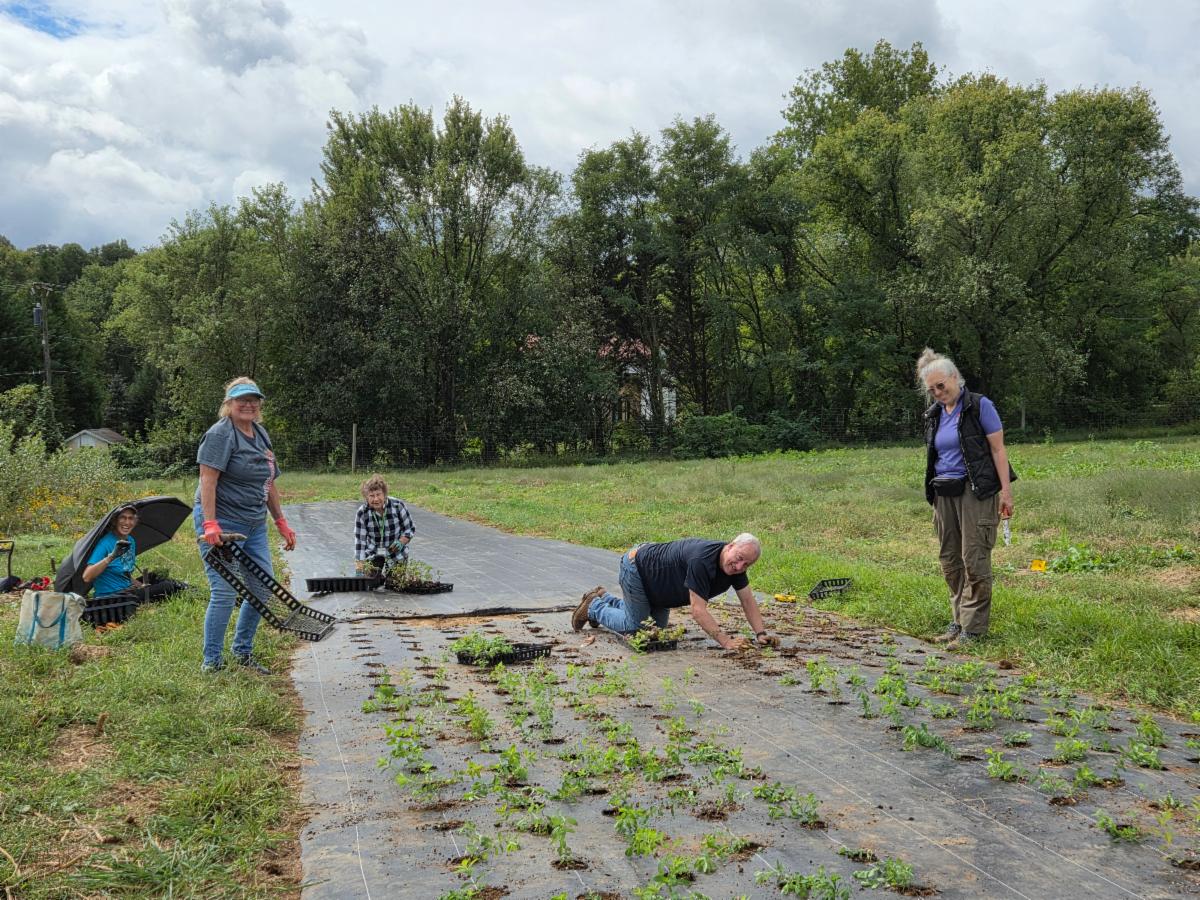 Volunteers planting native plant plugs