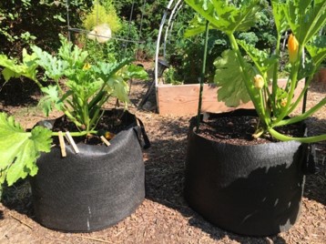squash growing in fabric grow bags