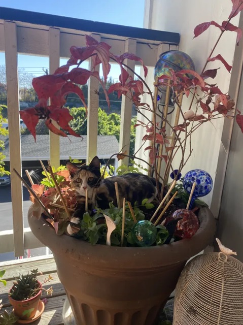 cat lounging in a planted container