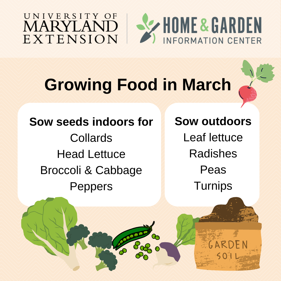 March 2024 UME Master Gardener Program Announcements