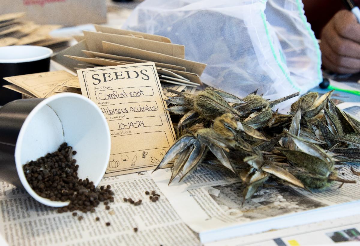 comfortroot seeds spilling out of cup next to packaged seeds and empty seed pods