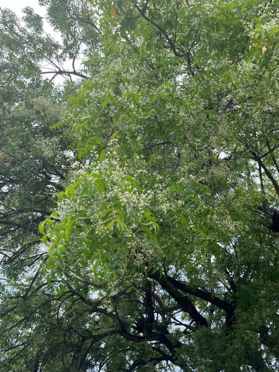 neem tree