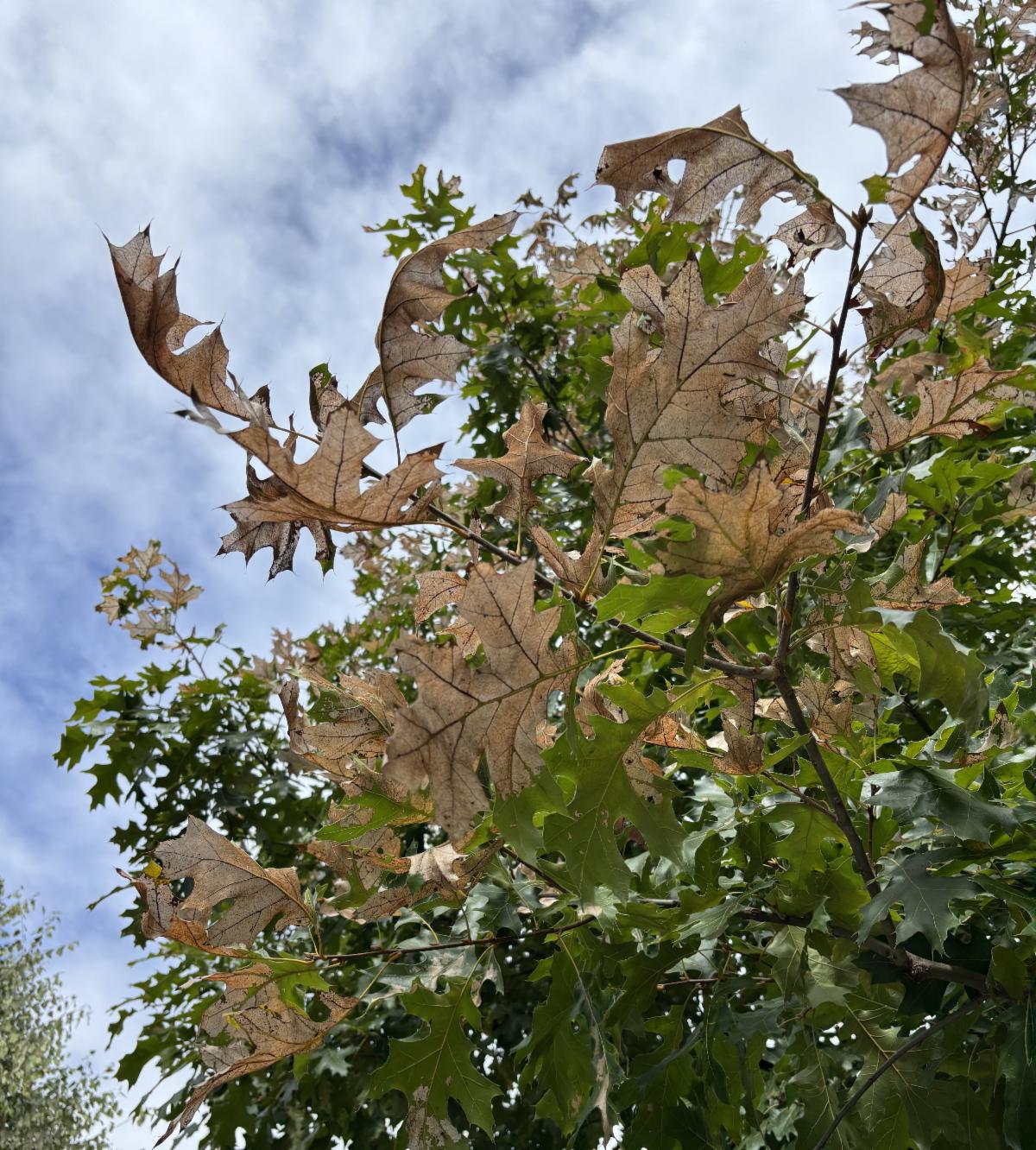 skeletonized oak leaves