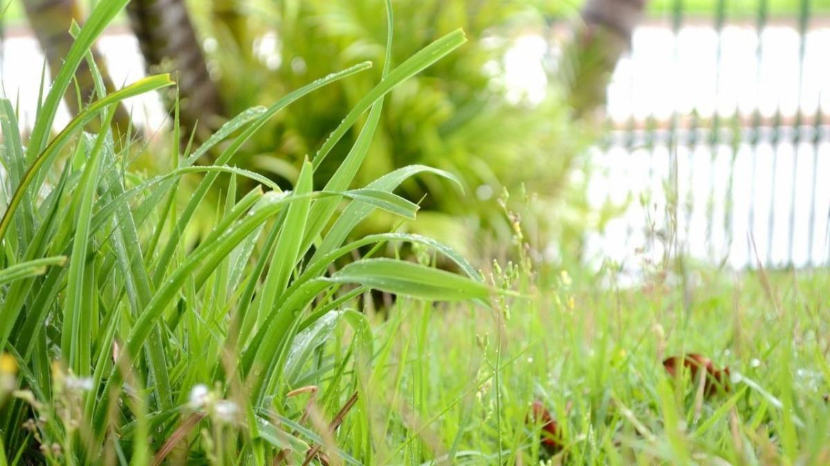 closeup of grass