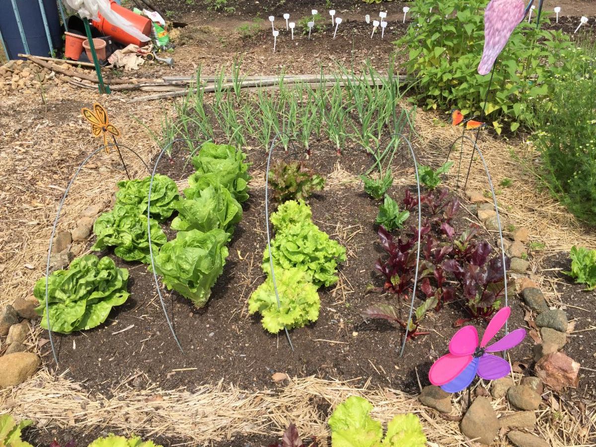 Veggie garden
