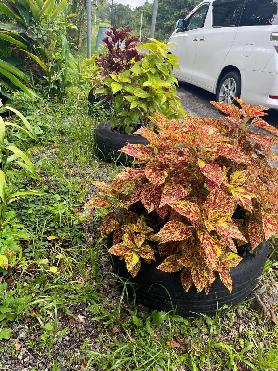 plants planted in old tires
