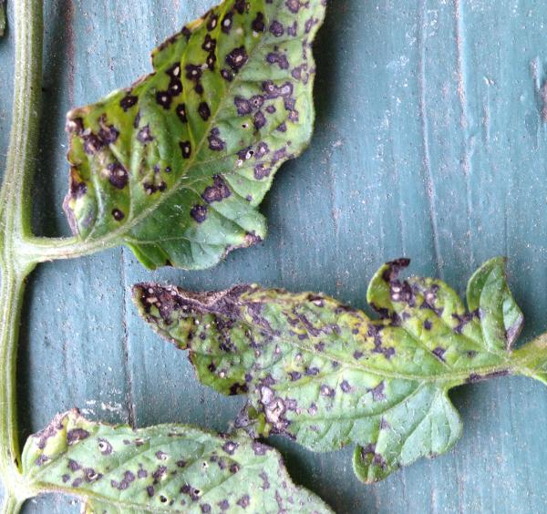 Septoria leaf spot symptoms on tomato leaves
