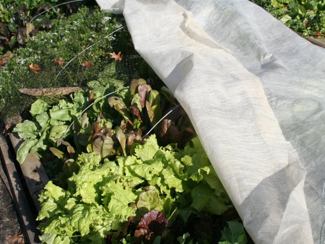 Leafy greens under row cover
