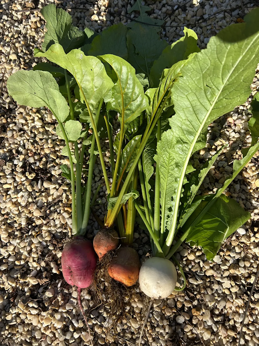 radish, golden beets, and white turnip