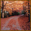 autumn-path-sm.jpg