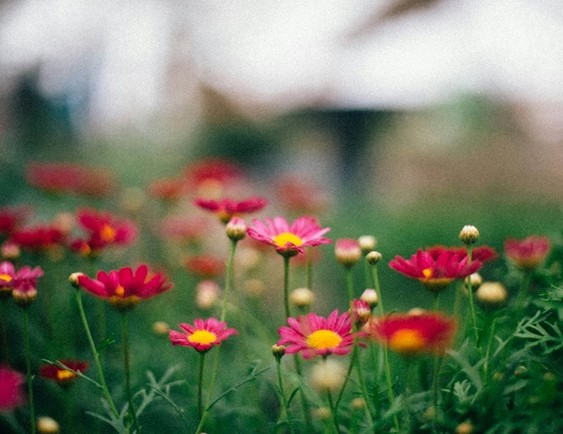 Pink spring flowers in a field