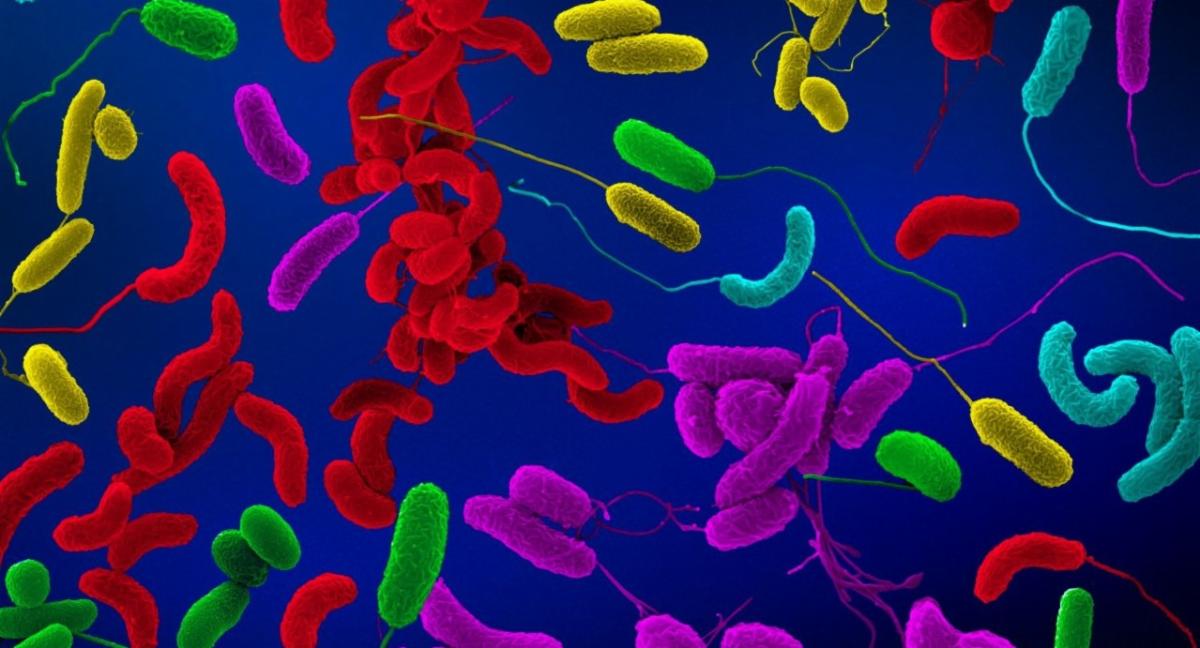 A false-colored scanning electron micrograph shows diverse pathogenic Vibrio species
