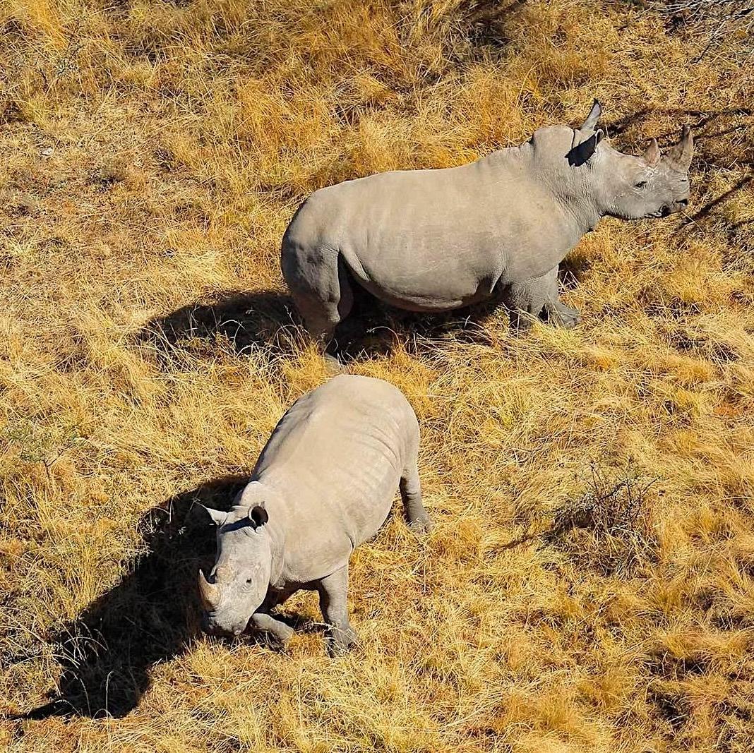 aerial view of two rhinos