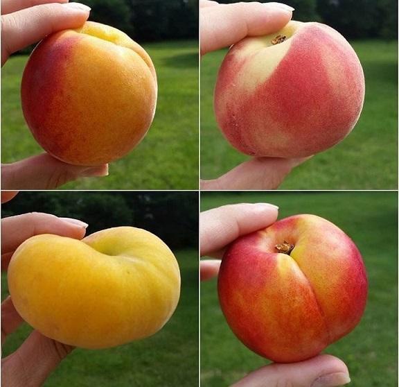 Peak Peach Picking Season, Read & Pick Pears at Terhune Orchards