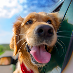 Golden retriever looking out car window